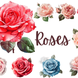 beautiful roses png clipart