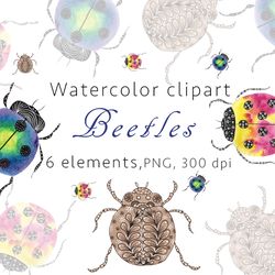 Beetles Watercolor Clipart, PNG