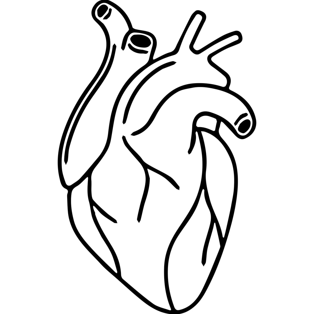 Heart organ.png