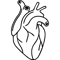 Heart organ.png