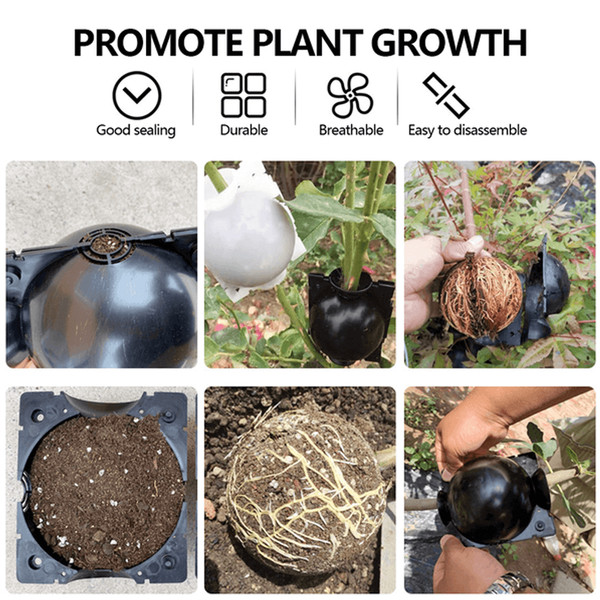 plantpropagationrootgrowingbox7.png