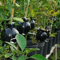 plantpropagationrootgrowingbox2.png