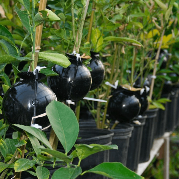 plantpropagationrootgrowingbox2.png