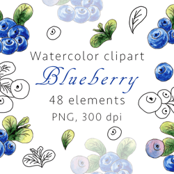 Blueberry Watercolor clipart, PNG