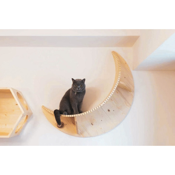 cat-is-resting-on-the-moon-cat-shelf