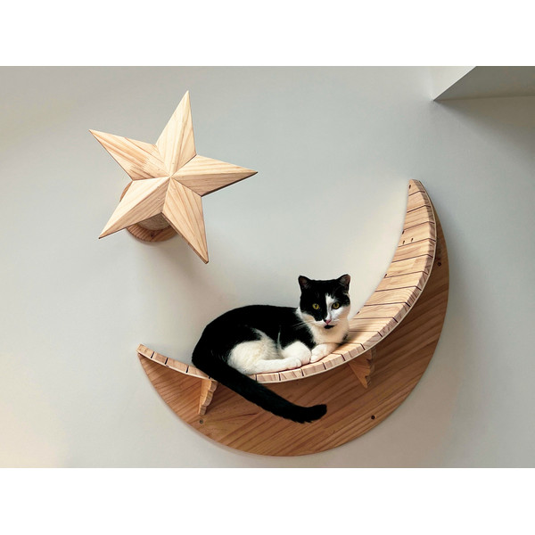 cat-is-resting-on-the-cat-shelf