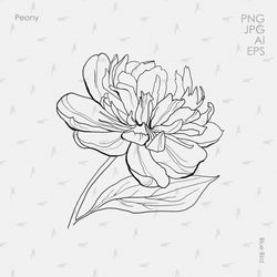 peony clipart, botanical line art, peonies line art png, clipart digital flower print, floral elements, wedding clipart