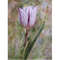 watercolor painting tulip 20x15cm.jpg