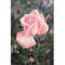 Rose oil painting flowers 10x15cm 5.jpg