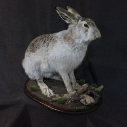 European hare - taxidermy life-size