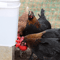 Easyinstall bird coop water cup for multiple chickens