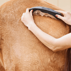 6 In 1 Dog Horse Grooming Shedding Massage Scrub Brush