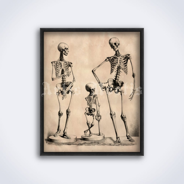 bertinatti_skeletonsfamily-prew.jpg