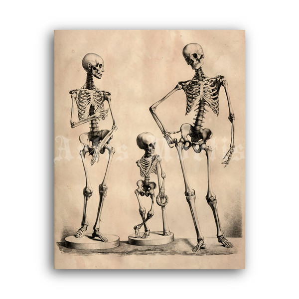 bertinatti_skeletonsfamily-print.jpg
