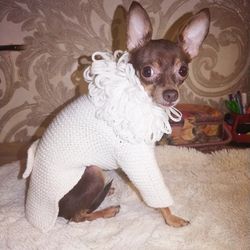 Dog coat made of woolen yarn. Dog clothes for chihuahua or other small dogs. Cat clothes. Handmade dog clothes.