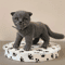 collectible_realistic_cat_toy.jpg