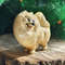 statuette Pomeranian