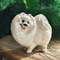 white Pomeranian  statuette