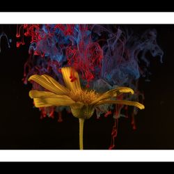 Flower Art Digital Print - Wooden Framed Under Glass - Size 40 x 30 cm - Ideal for Decor and Gifting
