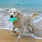 Star Fish Style Dog Teeth Clean Rubber Chew Toys (10).jpg