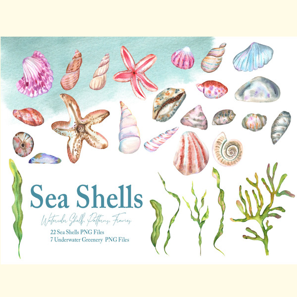 Watercolor Sea Shells Illustration Set_ 1.jpg