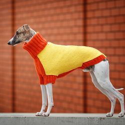 Stylish trench for a dog of the Whippet breed. Warm coat for dogs. Fashion clothes for dogs. Size XL