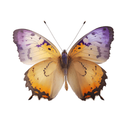 butterfly png sublimation no 1,butterfly image