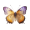 ap301805_beautiful_butterfly_light_yellow_orange_lilac__as_deli_5983a882-5f80-480c-9c87-01e56ab8b838-PhotoRoom.png-PhotoRoom_auto_x2.png