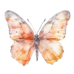 Butterfly Png Sublimation no 7,Butterfly Image