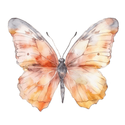butterfly png sublimation no 7,butterfly image