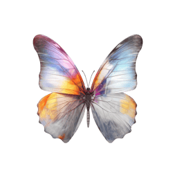 Butterfly Png Sublimation no 11,Butterfly Image