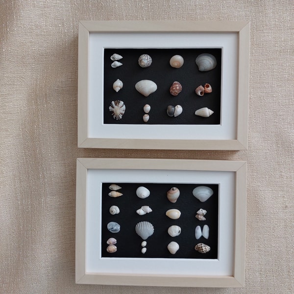 Picture - Seashell Wall Art Collection Shadow box Two Small | Inspire ...