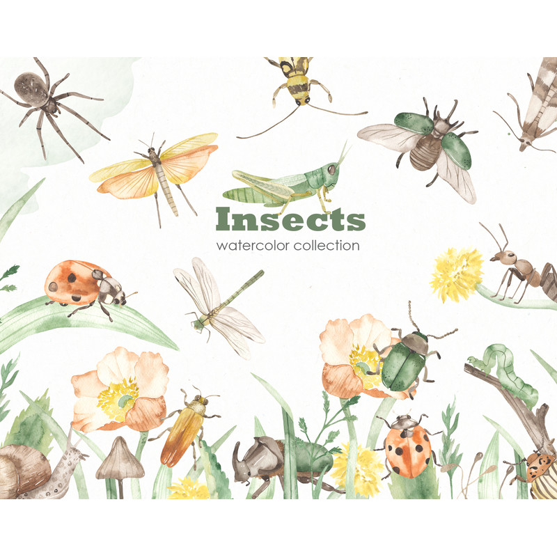 1 Insects watercolor collection cover.jpg