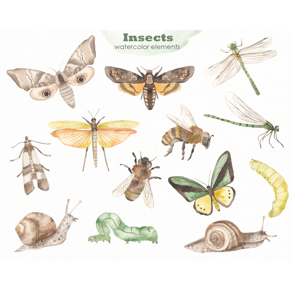 3 Insects watercolor collection elements.jpg