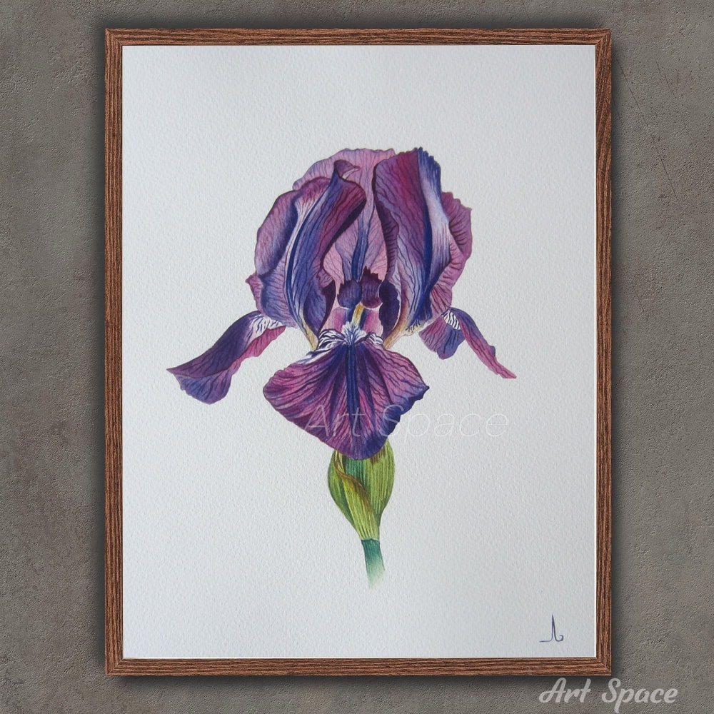 Iris-flowers-purple flower-plant-botanical illustration-drawing-plant watercolor- watercolor illustration-1.jpg