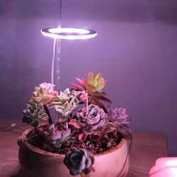 stylish ring grow light for indoor plants