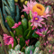 Christmas Cactus.jpg