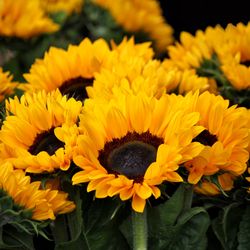 Sunflower Plant Seeds For Gardening And Planting Pack of 40 Seeds