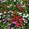 stock-photo-group-colorful-vinca-flower-front.jfif