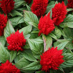 Cockscomb Flower Seeds For Gardening And Plantation Pack of 40 Seeds