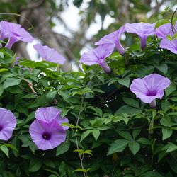 Morning Glory Flower Seeds Pack of 40 Seeds For Plantation And Gardening