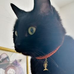 Halloween collar for your pet. Stylish collar for your little dog. Collar for your cat.