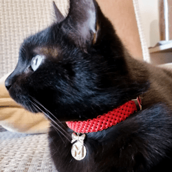 Name collar for your pet. A stylish collar for your little dog. A collar for your cat.