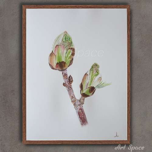 Original watercolor painting "Chestnut buds" kitchen decoration, botany, illustration, playroom, decoration for office