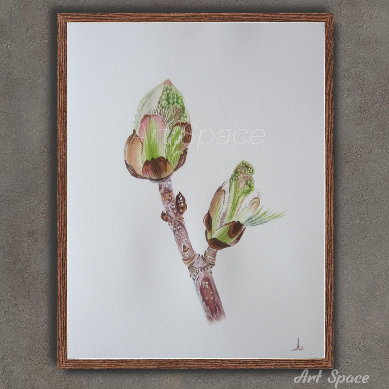 Chestnut buds-chestnut-tree-green picture-brown picture-branch-plant-botanical illustration-drawing-plant watercolor- watercolor illustration-122.jpg