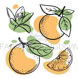 orange sketch delicious citrus fruit vector illustration set