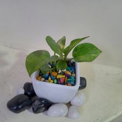 Epipremnum aureum ( Money Plant ) With Ceremic Pot & Soil & And Colorful Pebbles With Decorative Black And White Pebbles