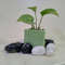 Money Plant  green 1.jpg