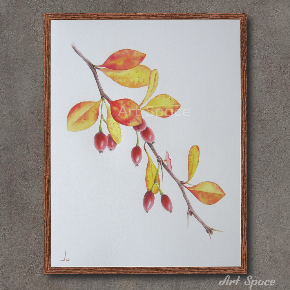 Barberry-orange picture-berries-kittens-plant- botanical illustration-wildlife-illustration-drawing-drawing-watercolor-drawing-1.jpg