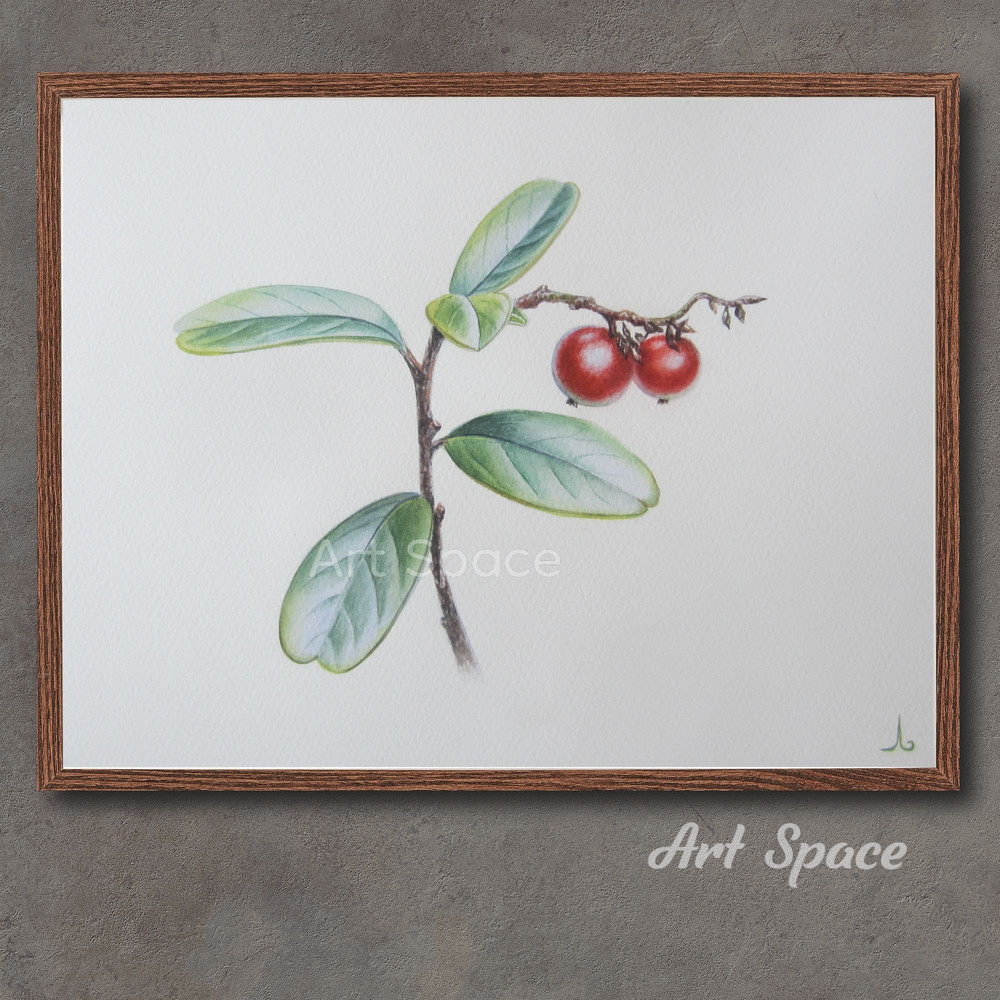 art-Lingonberries-berries-for a red interior-red painting-plant- botanical illustration-drawing-plant watercolor- watercolor illustration-99.jpg